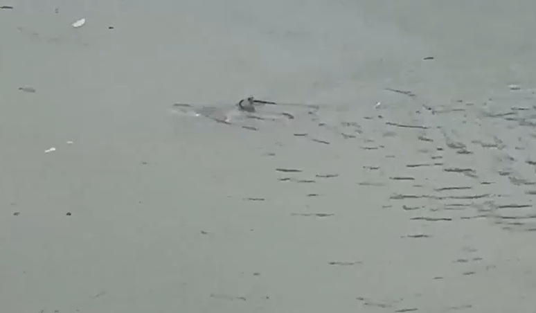 Tubarão é filmado nadando em rua alagada durante tempestade em Nova Jersey