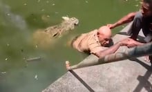 De cães e gatos a jacaré: animais inusitados são encontrados em estações de metrô em SP e Bahia