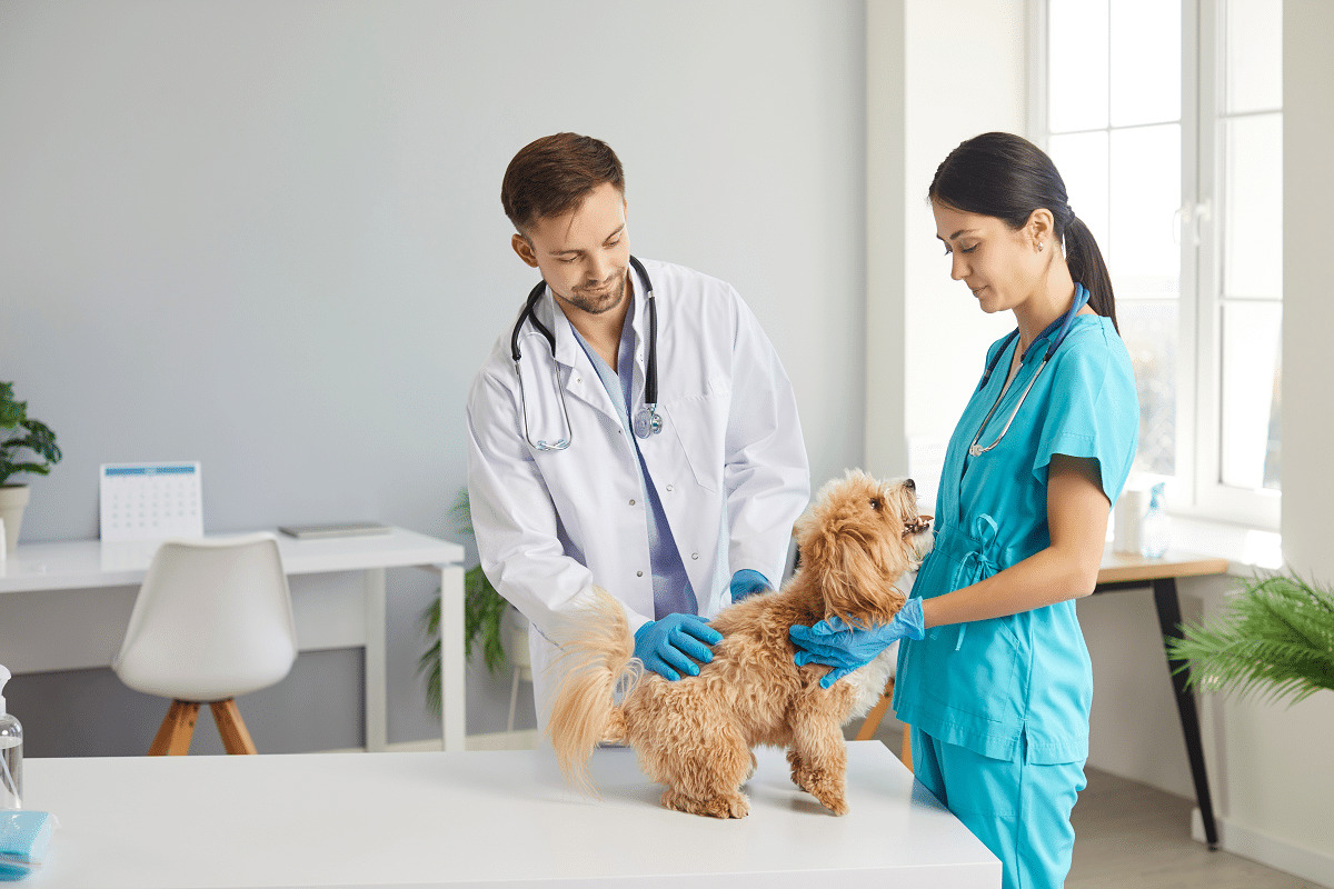 Sinais silenciosos: como identificar a doença hepática em cães e o desafio de tratar filhotes