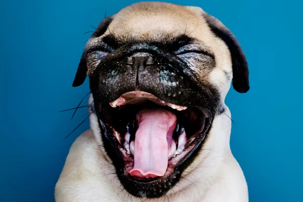 Shih tzu, pug e bulldogs: por que essas raças têm mais risco de dermatites