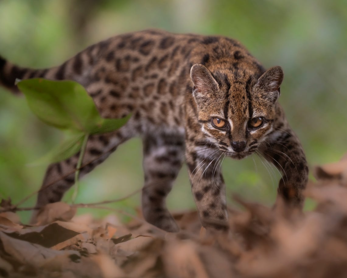 Semana na vida selvagem: um pequeno felino-tigre, ursos no quintal e umaouriça-do-mar rosa fruncida