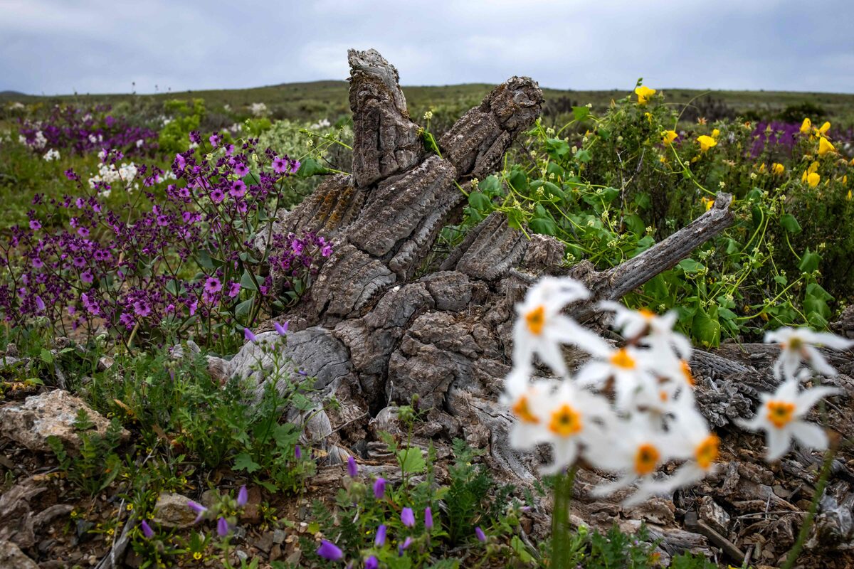 Deserto colorido: Atacama floresce após volume de chuva inédito provocado pelo El Niño; veja fotos