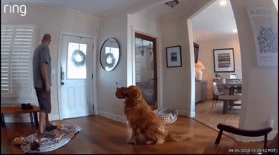 Golden tenta brincar com bandido que invadiu casa; vídeo