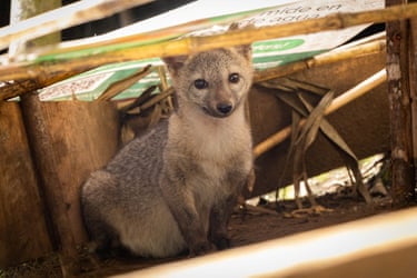 A gray fox is seen at the wildlife rehabilitation facility during its rehabilitation process, in El Santuario, Colombia. The animal is being released into its natural habitat following five months of assisted rearing and rehabilitation