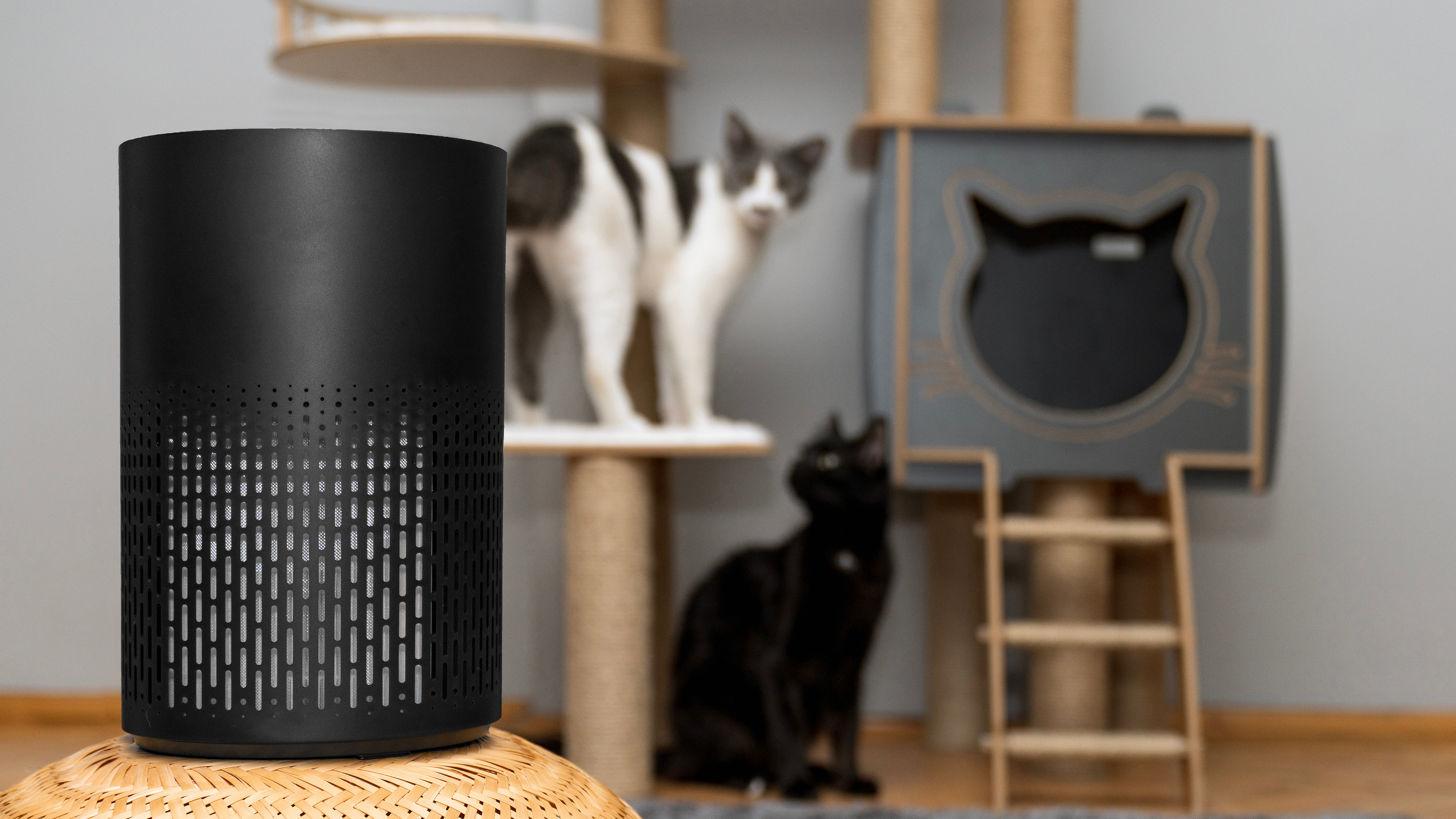 Two cats and Air purifier in living room