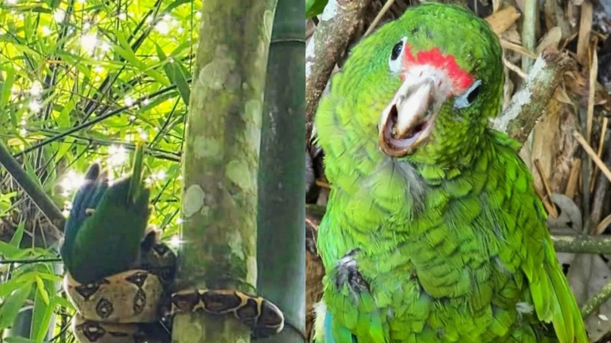 Biólogo salva papagaio ameaçado de extinção de ataque de jiboia no Caribe