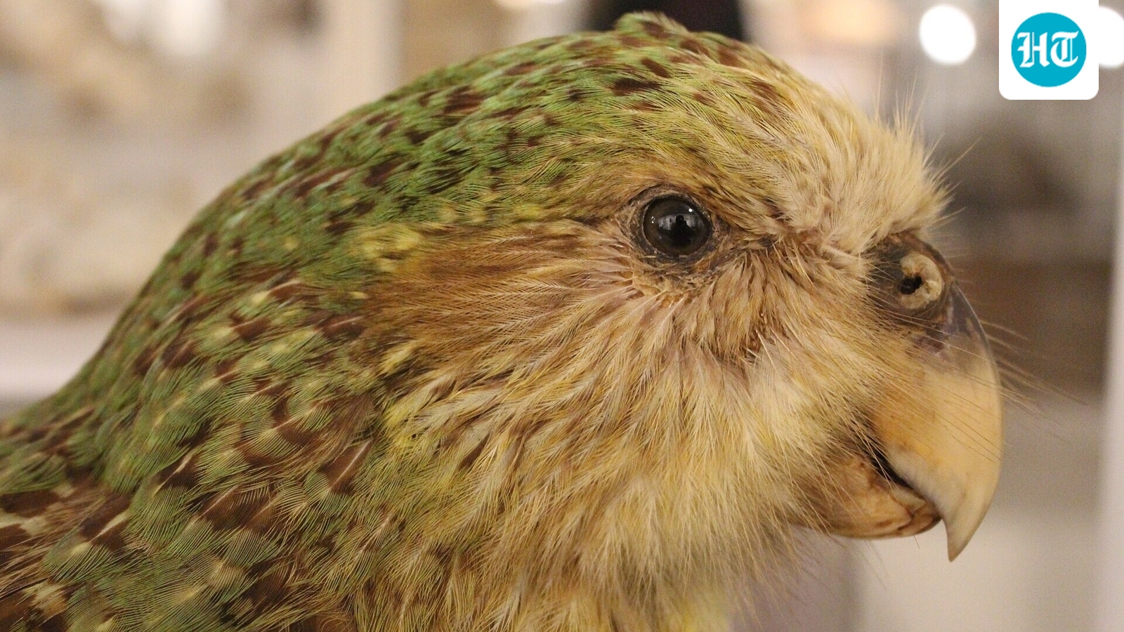 Em 1995, a população do kākāpō voador da Nova Zelândia havia caído para 51 aves; santuários insulares e reprodução gerenciada ajudaram a levá-la a 325 até 2026