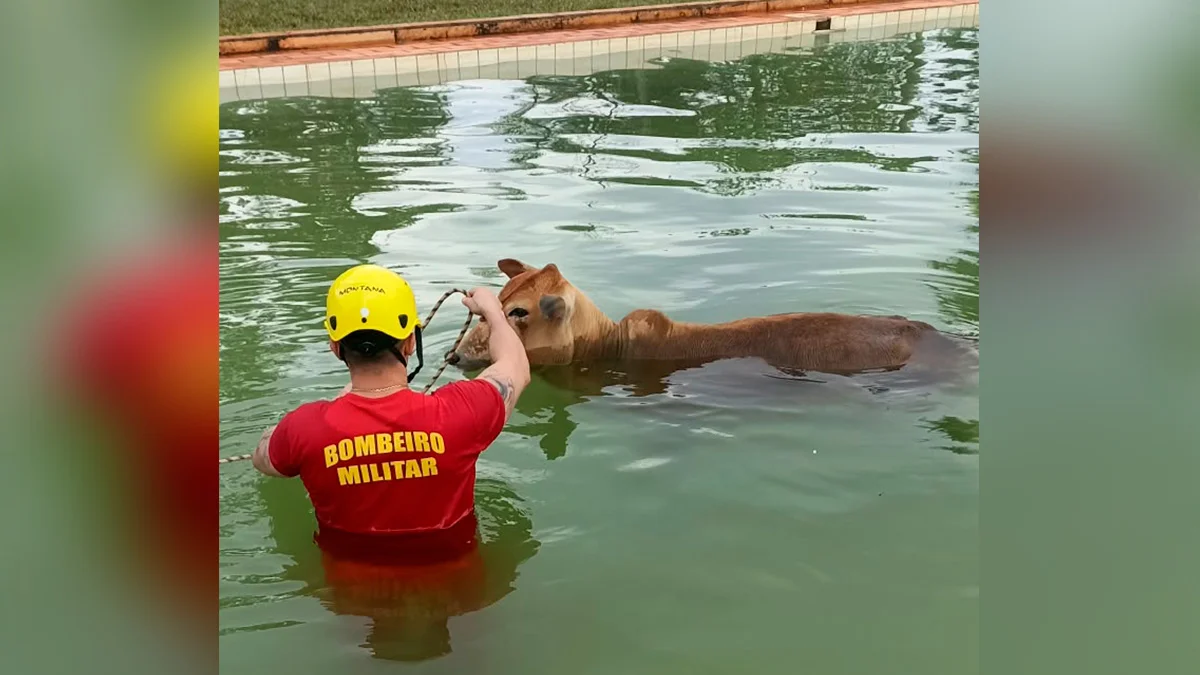 "Bois nadadores" de 500 kg caem em piscina e são resgatados pelos bombeiros