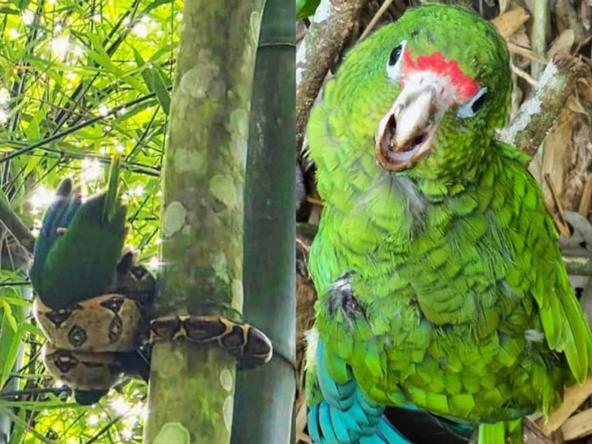 Biólogo salva papagaio ameaçado de extinção de ataque de jiboia no Caribe