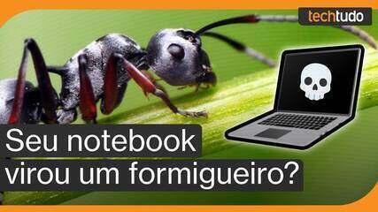 Notebook com formigas? Saiba como evitar — ou se livrar delas