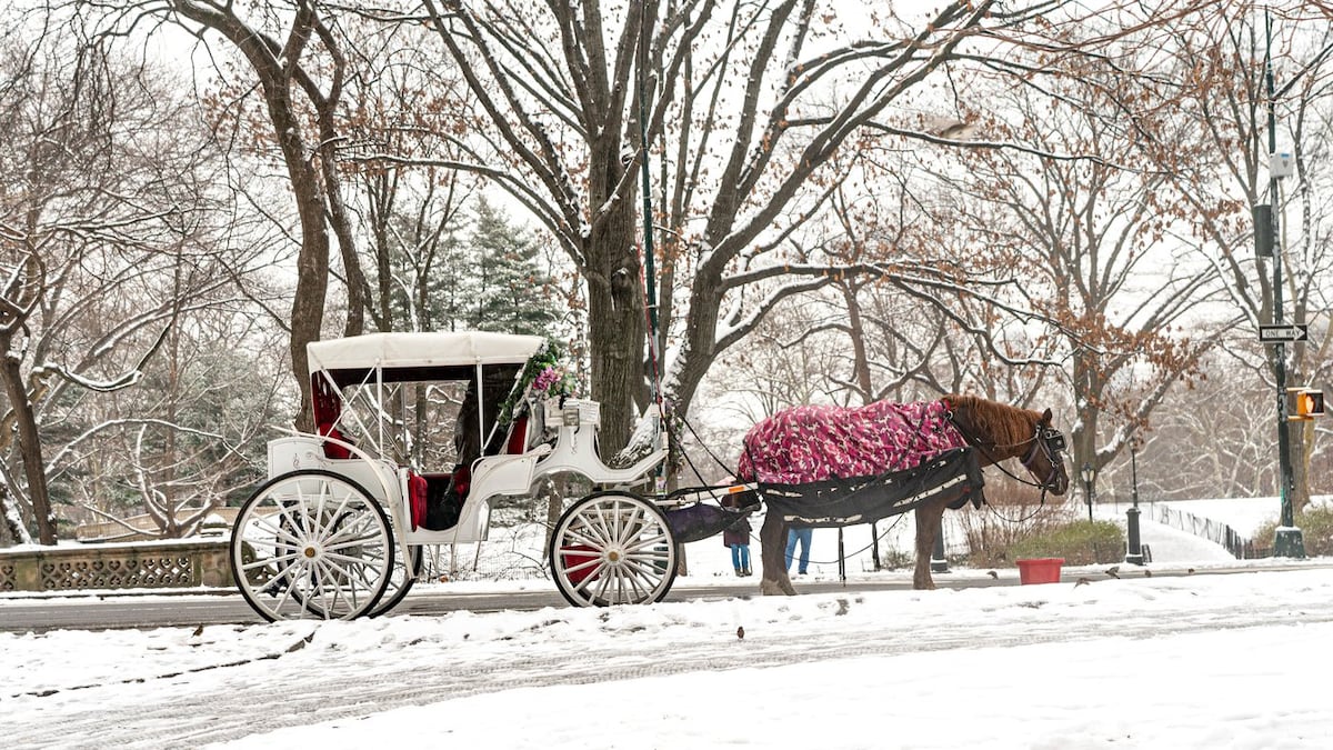 New York to ban Central Park's horse-drawn carriages after teen's death
