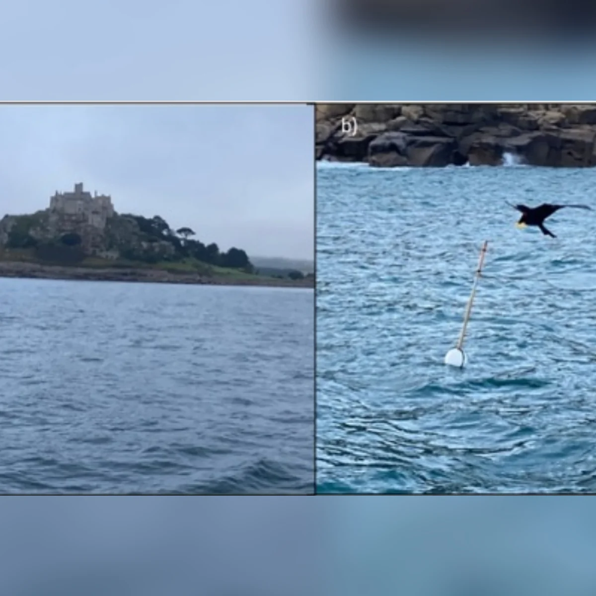 "Espantalhos flutuantes" ajudam a evitar morte de milhares de aves marinhas