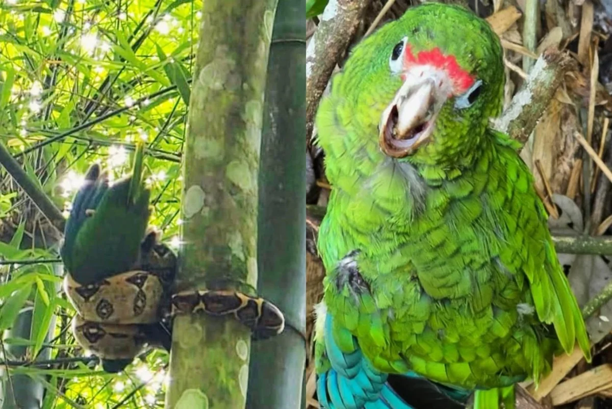 Imagem colorida de papagaio sendo atacado por jiboia - Metrópoles