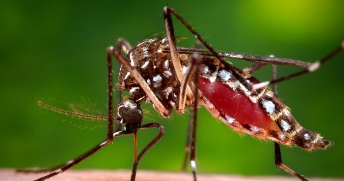 A OPS pede aos países do Caribe que se preparem para o aumento de dengue e chikungunya