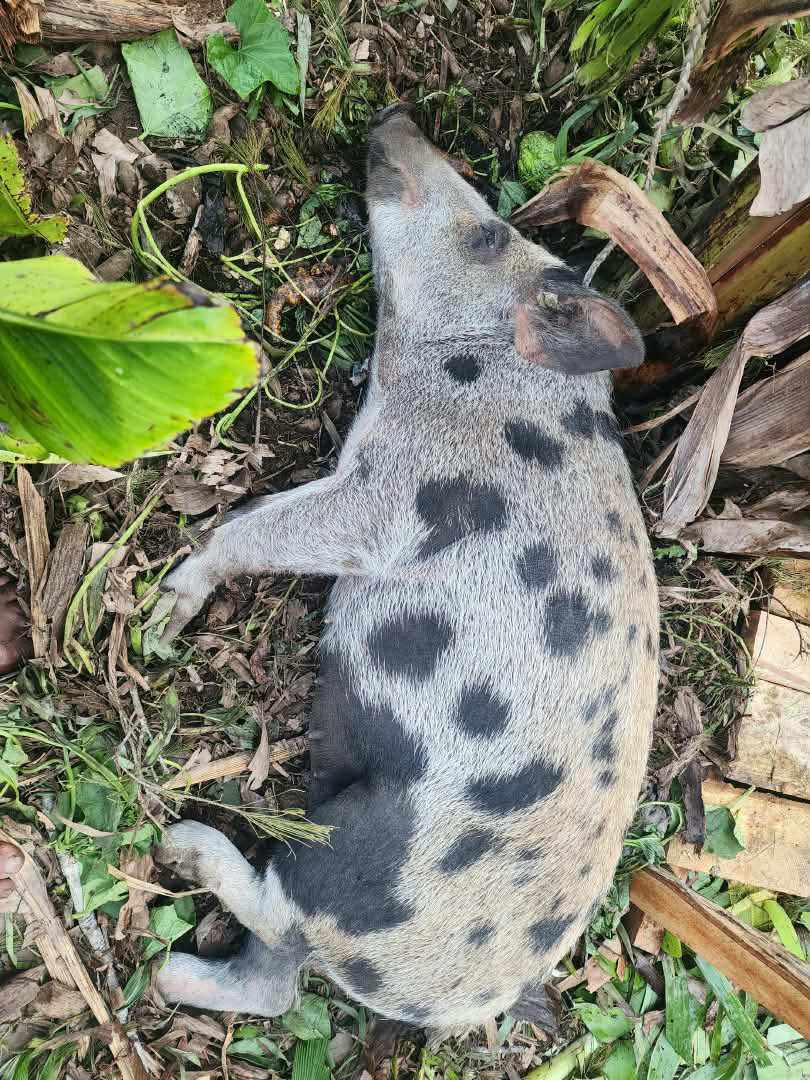 Affected crops, livestock, and a water source. – Pictures supplied