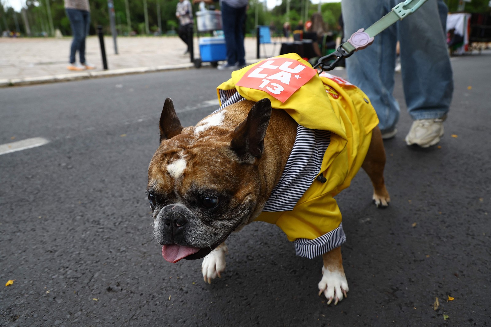 Eleitores foram votar levando cachorro vestido de capa de chuva com adesivo "Lula 13" — Foto: Silvio Avila/AFP