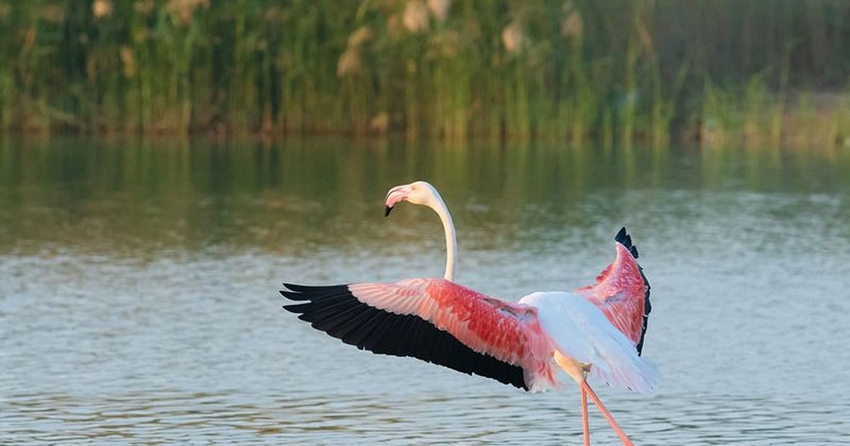 Como os Emirados Árabes Unidos protegem 2 milhões de aves migratórias todos os anos