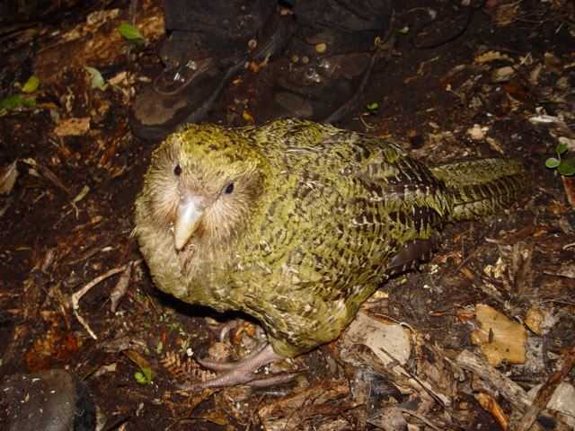 A record 90 kākāpō chicks reached the age threshold for inclusion in New Zealand’s official population count, bringing the total to 325 by September 2026. The gains follow decades of predator control and intensive breeding management, though the flightless parrot remains critically endangered. (Wikimedia Commons)