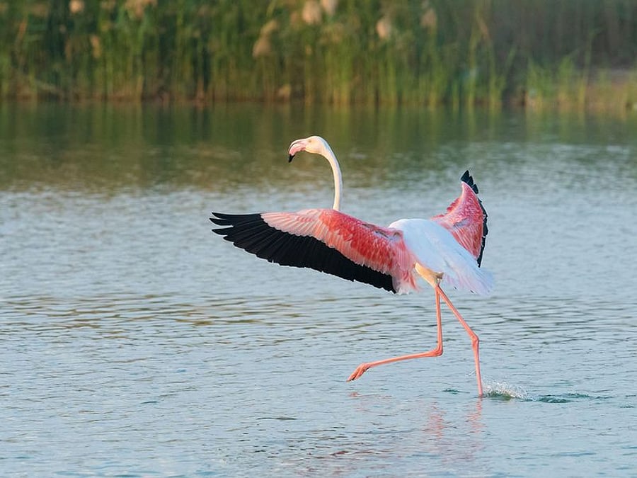 Como os Emirados Árabes Unidos protegem 2 milhões de aves migratórias todos os anos