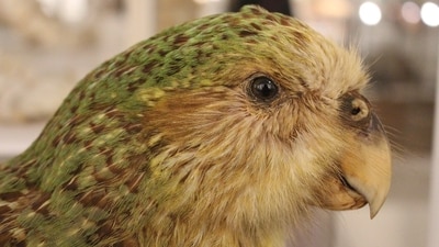 New Zealand’s critically endangered kākāpō population has grown to 325 birds, including 90 chicks from the 2026 breeding season. Predator-free island refuges, nest monitoring and managed breeding have driven the recovery, but low genetic diversity and ongoing habitat and predator-control needs remain challenges. (Wikimedia Commons)
