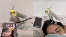 Ele voltou: ASMR de papel conquista novos fãs na web que só querem relaxar