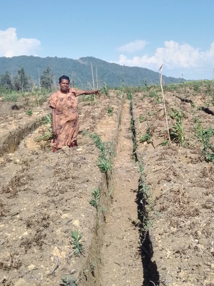 Affected crops, livestock, and a water source. – Pictures supplied